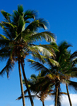 Dvě dominikánské palmy
